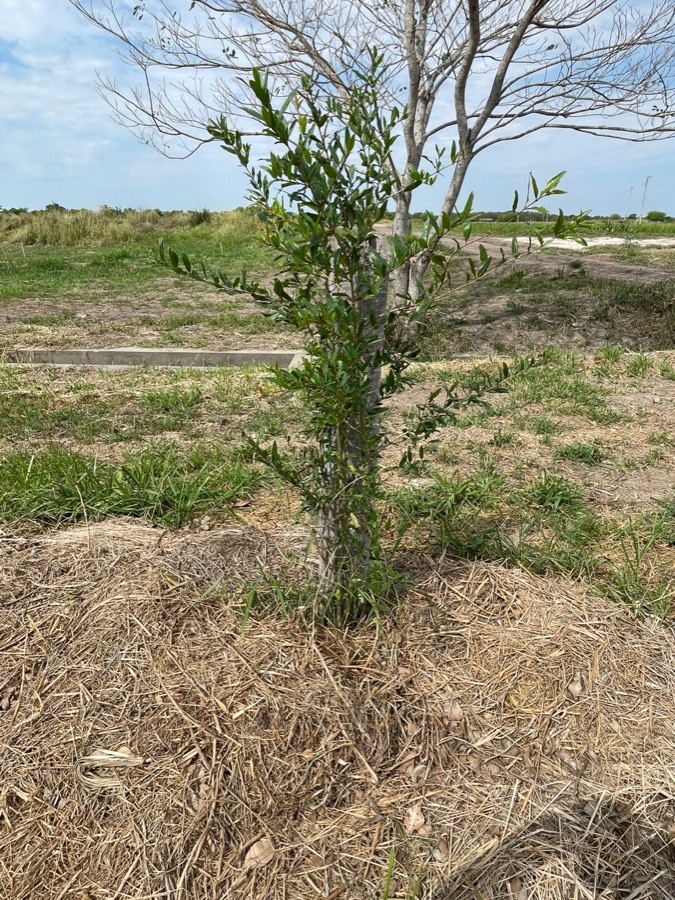 レダ農園の畑に植えられたザクロの木